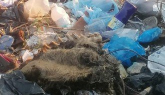 Divlja deponija u Kosovskoj ulici sve veća