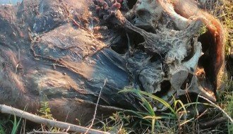 Divlja deponija u Kosovskoj ulici sve veća