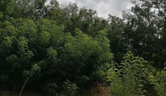 Šuma i nisko rastinje oko kuća