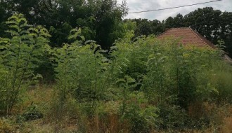 Šuma i nisko rastinje oko kuća