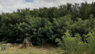 Šuma i nisko rastinje oko kuća