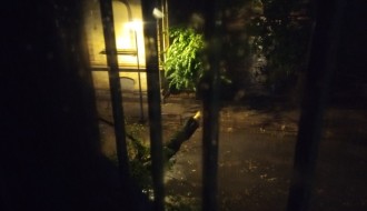 Oborena velika grana sa stabla usled nevremena