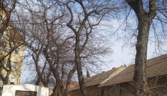 Seča grana na uglu ulica Bore Stankovića i Plitvičke