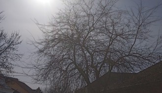 Seča grana na uglu ulica Bore Stankovića i Plitvičke