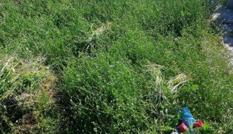 Održavanje Senćanskog groblja