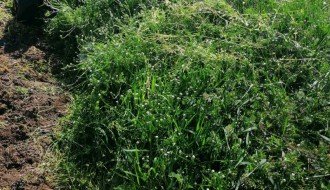 Održavanje Senćanskog groblja