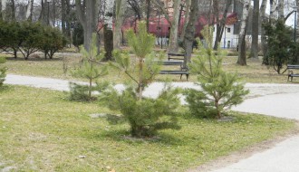 Sadnja novog drveća - Dudova šuma