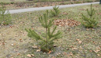 Sadnja novog drveća - Dudova šuma