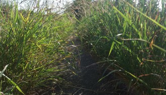 Staza u Kosmajskoj ulici na Bikovu zarasla u rastinje