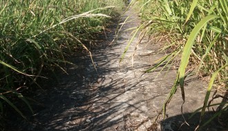 Staza u Kosmajskoj ulici na Bikovu zarasla u rastinje