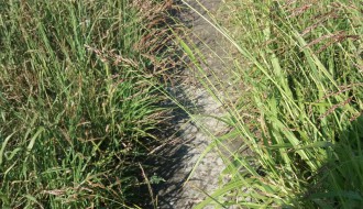 Staza u Kosmajskoj ulici na Bikovu zarasla u rastinje