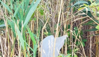 Smeće oko jezera Palić