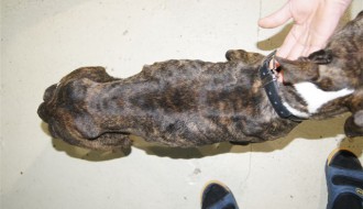 Zlostavljanje životinja u subotičkom Gradskom azilu