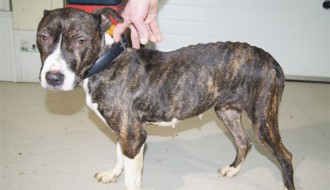 Zlostavljanje životinja u subotičkom Gradskom azilu