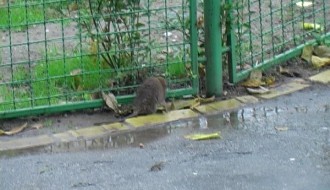 Glodar u svom prirodno - veštačkom staništu