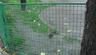 Glodar u svom prirodno - veštačkom staništu