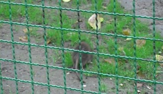 Glodar u svom prirodno - veštačkom staništu