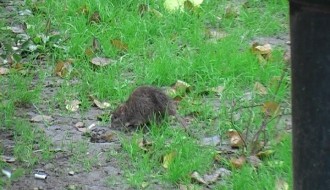 Glodar u svom prirodno - veštačkom staništu