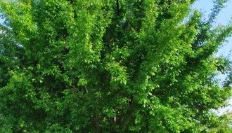 Električni vodovi upleteni u grane drveća u ulici Partizanskih baza