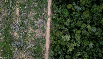 Kelebijska šuma nestaje pred našim očima! Tišina je njen glas.