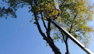 Opasnost lomljenja starih drva ispred OŠ Ivan Milutinović u Maloj Bosni