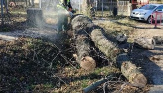 Opasnost lomljenja starih drva ispred OŠ Ivan Milutinović u Maloj Bosni