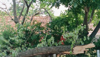 Opasnost lomljenja starih drva ispred OŠ Ivan Milutinović u Maloj Bosni