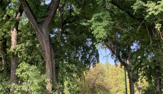 Stablo u lošem stanju u centru Palića (kod pošte)