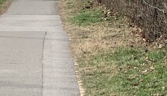 Neodržavanje zelenih površina na Paliću (Horgoški put)