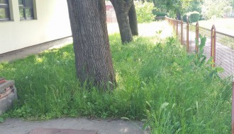 Vrtić Alisa zarastao u travu