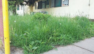 Vrtić Alisa zarastao u travu