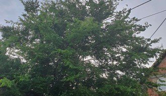 Krošnja drveta urasla u žice od struje i kablovske (Šumadijska ulica)