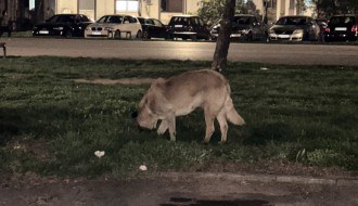 Čopor pasa lutalica na Prozivci