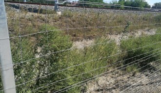 Ambrozija uz brzu prugu Subotica-Državna granica