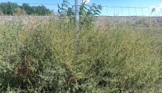 Ambrozija uz brzu prugu Subotica-Državna granica