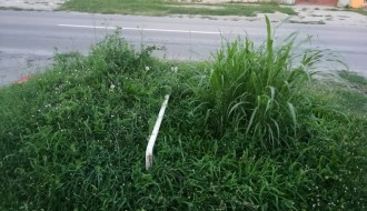 Površina uz Karađorđev put zarasla u travu, puna polena