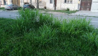 Površina uz Karađorđev put zarasla u travu, puna polena