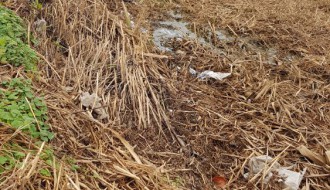 Jasibara - stanje livade posle košenja