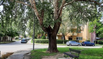 Problem s drvetom i trotoarom na raskrsnici ulica Čat Geze i Zetske