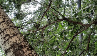 Problem s drvetom i trotoarom na raskrsnici ulica Čat Geze i Zetske