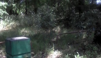 Dudova šuma (i) ovog proleća