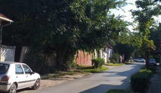 Džungla u centru grada (Ulica Bore Stankovića)