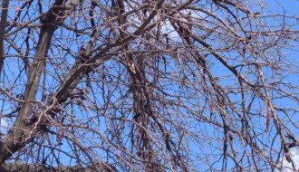 Odlomljena grana u Uskočkoj ulici