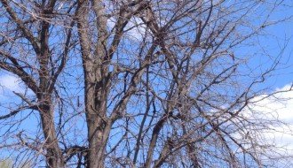 Odlomljena grana u Uskočkoj ulici