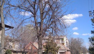 Odlomljena grana u Uskočkoj ulici