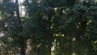 Odlomljena grana u Geze Čata dve godine preti da povredi nekoga