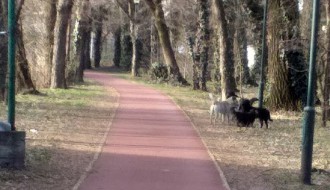 Čemu (treba da) služi trim staza u Dudovoj šumi?