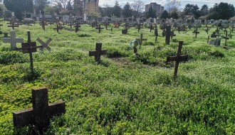 Trava do kolena na Senćanskom groblju