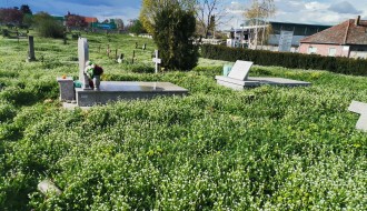 Trava do kolena na Senćanskom groblju