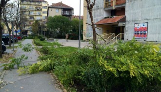 Nije najveći problem, ali ipak (odsečene grane na putu)